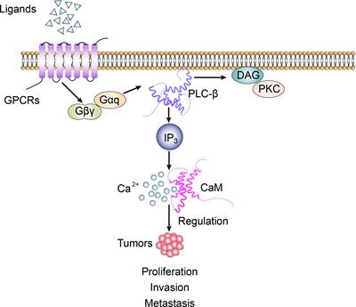 Frontiers | The Roles Of Phospholipase C-β Related Signals In The ...